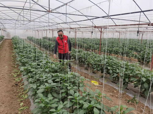 科技下鄉(xiāng)促春耕 廣西5000名鄉(xiāng)村科技特派員助力春耕生產(chǎn)