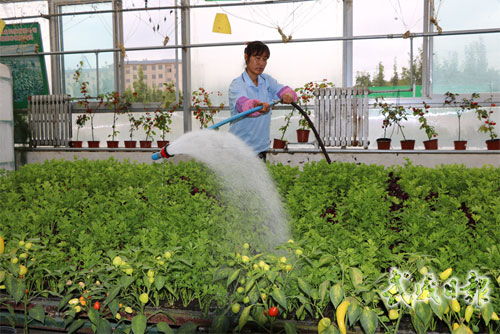 工人在武威金帆農(nóng)業(yè)科技展示種植園內(nèi)勞作