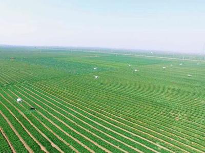 【訪談】標(biāo)普農(nóng)業(yè),讓植保飛防真正落地生根!