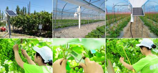 智慧農業領航者_農產品安全追溯_農業物聯網解決方案提供商_慧云信息