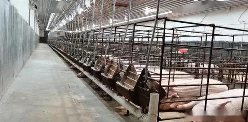 技術托管是讓你的養殖場快速變得專業和產生更好效益途徑,助農公司為你提供專業的養殖技術托管