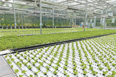 持續(xù)做強(qiáng)農(nóng)業(yè)&ldquo;芯片&rdquo; 2022年武漢種博會(huì)在黃陂開(kāi)幕