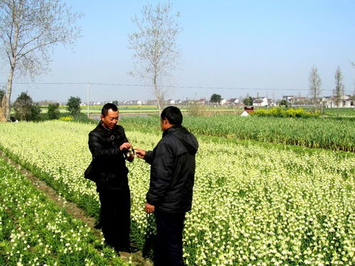 海安這六個村牛了 它們將示范全省 有你的老家嗎