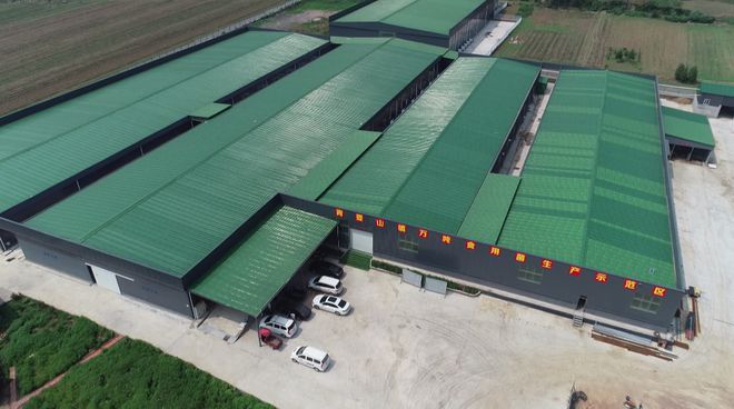 【鄉(xiāng)村】青要山鎮(zhèn):特色產(chǎn)業(yè)助農(nóng)增收致富