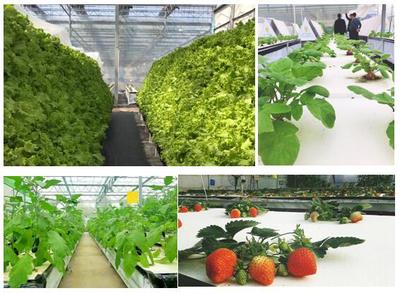 植物空間城幸福百姓安居樂業 新農業變革生活