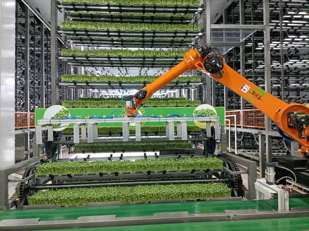 立體植物工廠種植,全程自動(dòng)化,不施化肥農(nóng)藥,年產(chǎn)可達(dá)50茬