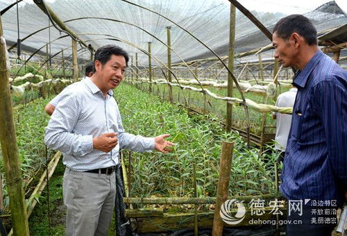 瑞豐農(nóng)業(yè)科技組織石斛管育現(xiàn)場觀摩會 以科技賦能農(nóng)業(yè)服務新篇章