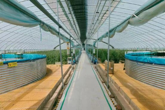 農政齊民 以魚菜共生智慧工廠，書寫城市菜籃子保供新篇章